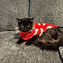 animal, black_cat, cat, couch, cozy, cute, domestic_cat, fluffy, furniture, gray_couch, indoor, long_hair, mammal, pet, red_sweater, relaxed, sweater, tail, whiskers, white_pattern