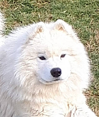 Yron participe au concours pour gagner de l'argent avec cette photo : canidae, carnivore, companion_dog, dog, dog_breed, eye, fur, grass, hair, head, human_body, iris, maltepoo, plant, poodle, snout, sporting_group, terrestrial_animal, tire, working_animal