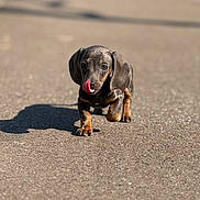 Bobby participe au concours pour gagner de l'argent avec cette photo : dog, puppy, dachshund, tongue_out, licking, walking, asphalt, pavement, shadow, sunlight, outdoor, portrait, shallow_depth_of_field, bokeh, cute, floppy_ears, black_and_tan, small_breed, pet, young
