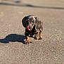 dog, puppy, dachshund, tongue_out, licking, walking, asphalt, pavement, shadow, sunlight, outdoor, portrait, shallow_depth_of_field, bokeh, cute, floppy_ears, black_and_tan, small_breed, pet, young