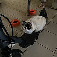 Neige a rejoint le concours — aidez-le/la à gagner de superbes lots ! animal, black_and_white_cat, blue_eyes, cat, comfort, domestic, electric_scooter, feline, floor, floor_tiles, fluffy_cat, food, household, indoor, pet, pet_food_bowls, sitting, vehicle, water, water_dispenser