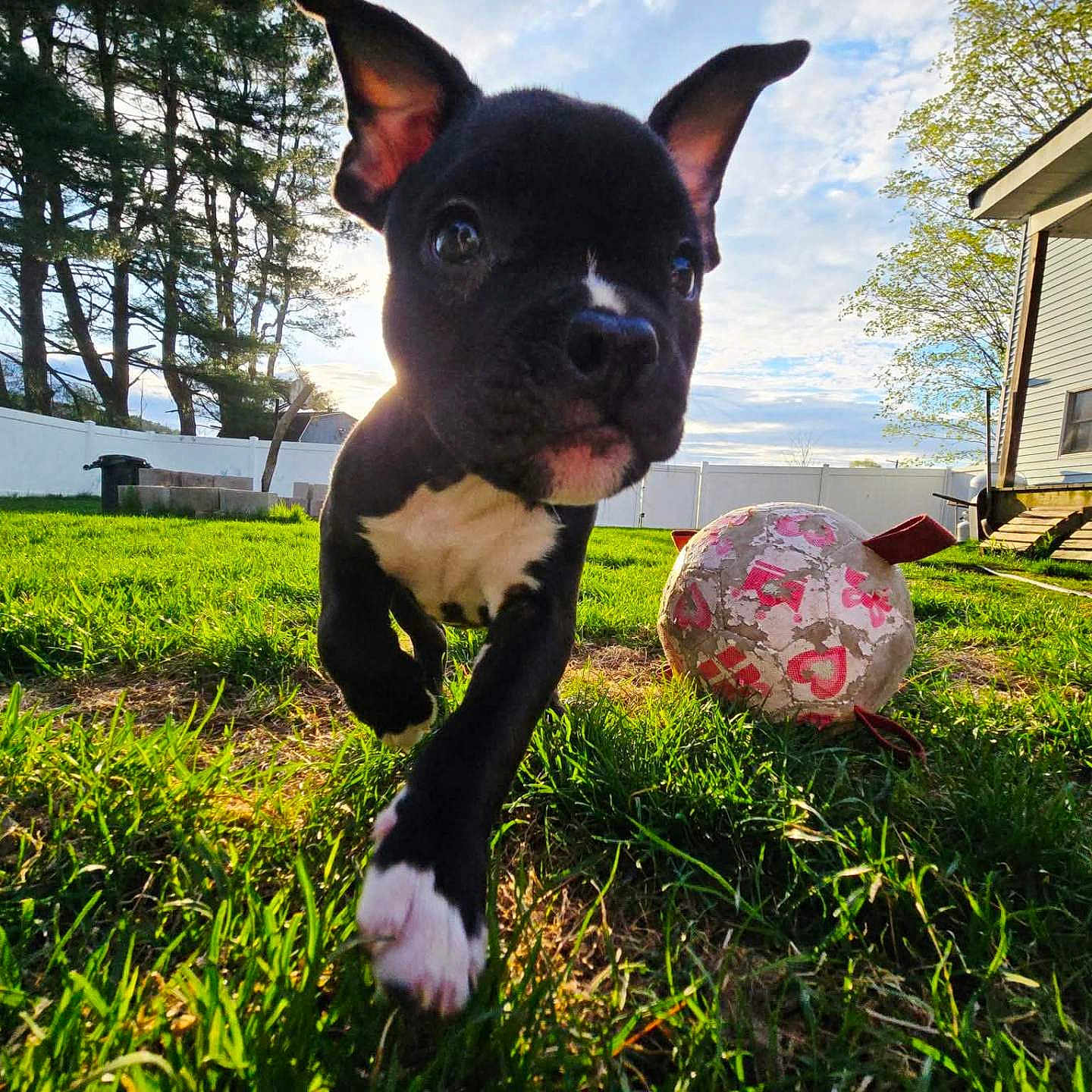 Seamus is registered to the contest to win money with this photo: animal, ball, black_and_white, close_up, cute, daytime, dog, fence, fun, grass, house, nature, outdoor, pet, playful, puppy, running, sunlight, tree, yard