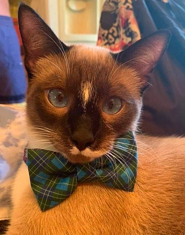 Mr.noodlefish is registered to the contest to win money with this photo: carnivore, cat, close_up, comfort, domestic_short_haired_cat, ear, eyelash, fawn, felidae, fur, head, pattern, siamese, small_to_medium_sized_cats, snout, tartan, terrestrial_animal, whiskers