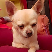 Léo participe au concours pour gagner de l'argent avec cette photo : dog, chihuahua, small_dog, cream_colored, resting, indoor, leather_chair, heater, ears, paw, calm, sleepy, pet, animal, close_up, furniture, cozy, household, red_surface, canine