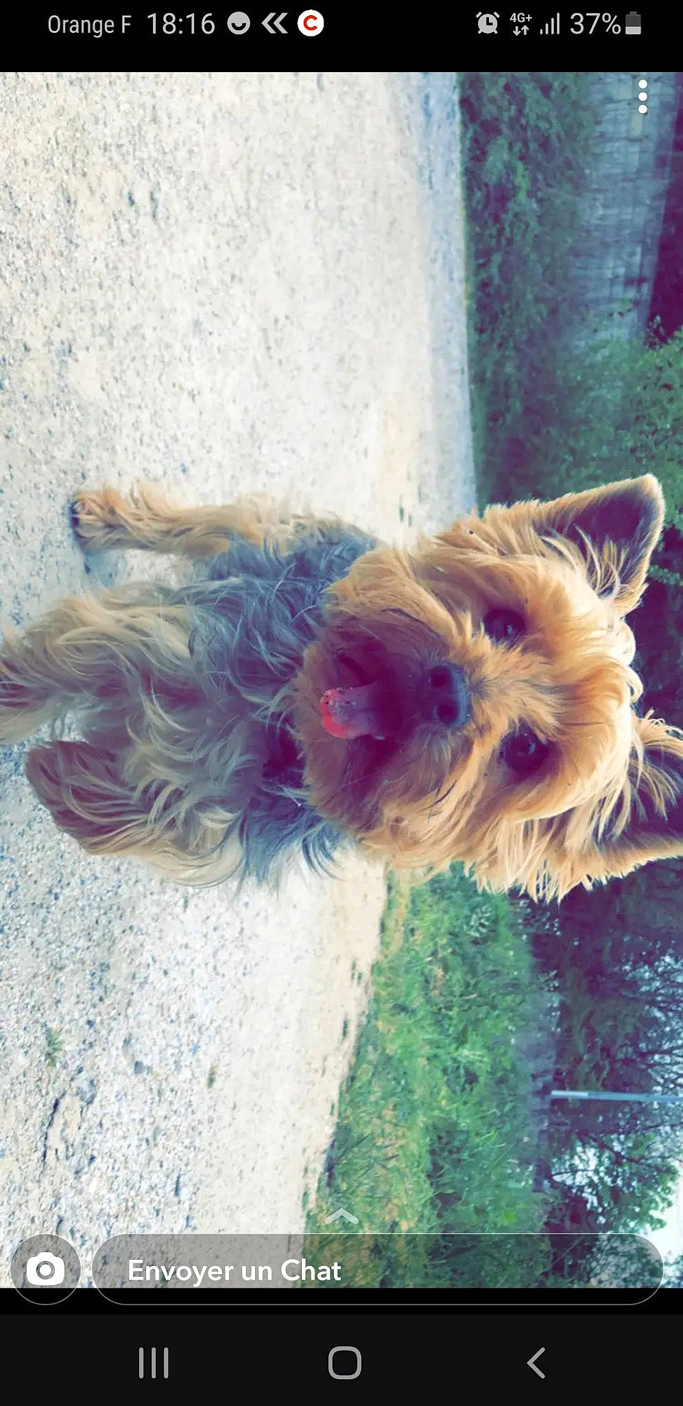 Ivy a rejoint le concours — aidez-le/la à gagner de superbes lots ! canidae, carnivore, collar, companion_dog, dog, dog_breed, dog_clothes, dog_collar, dog_supply, fawn, grass, liver, pet_supply, plant, snout, sporting_group, tail, terrier, toy_dog, working_animal