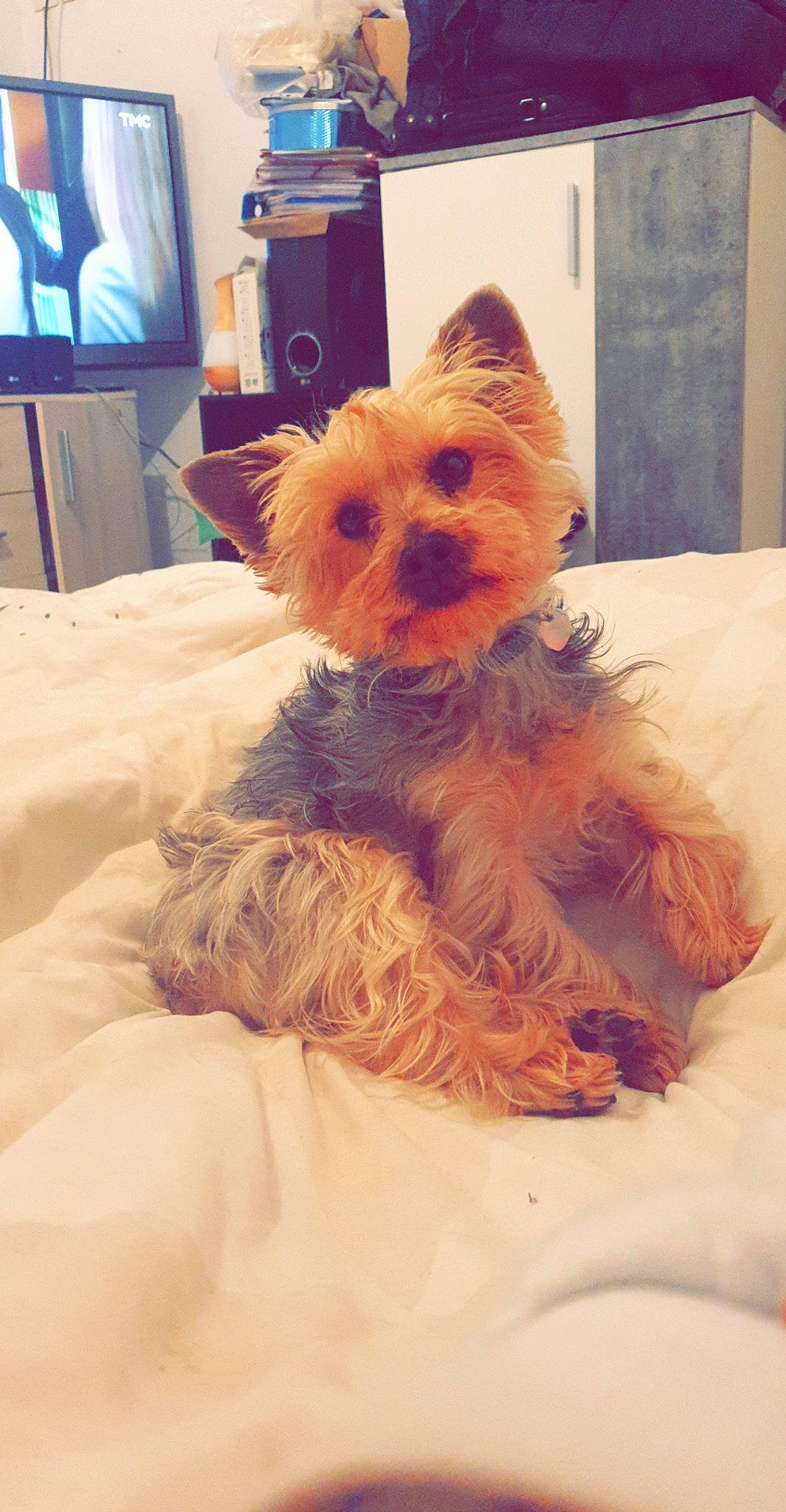 Ivy a rejoint le concours — aidez-le/la à gagner de superbes lots ! carnivore, comfort, companion_dog, dog, dog_breed, dog_clothes, dog_supply, fawn, felidae, liver, picture_frame, small_terrier, snout, sporting_group, television, terrier, toy, toy_dog, whiskers, working_animal