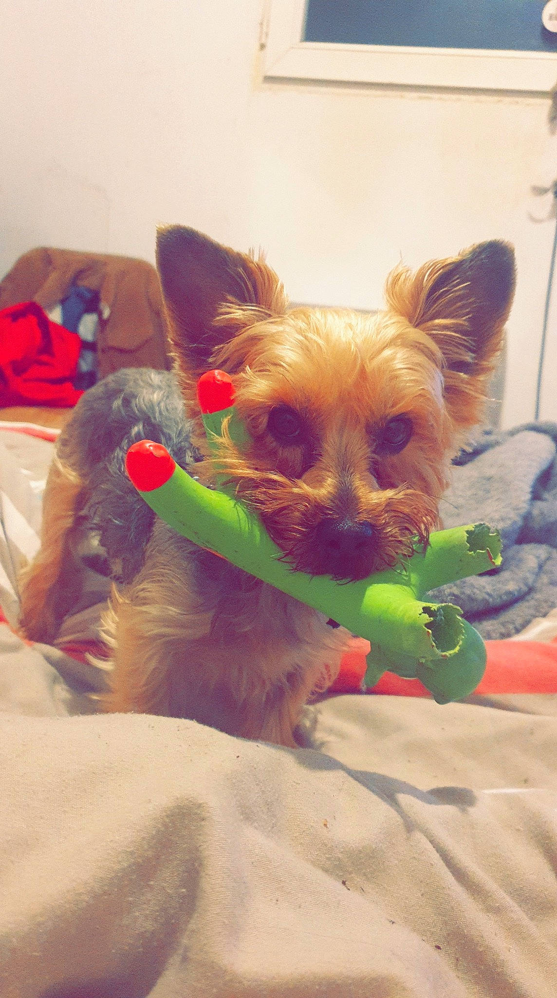 Ivy a rejoint le concours — aidez-le/la à gagner de superbes lots ! canidae, carnivore, chihuahua, companion_dog, dog, dog_breed, dog_clothes, dog_supply, fawn, felidae, fur, mammal, party_hat, pet_supply, snout, sunglasses, toy, toy_dog, vertebrate, whiskers