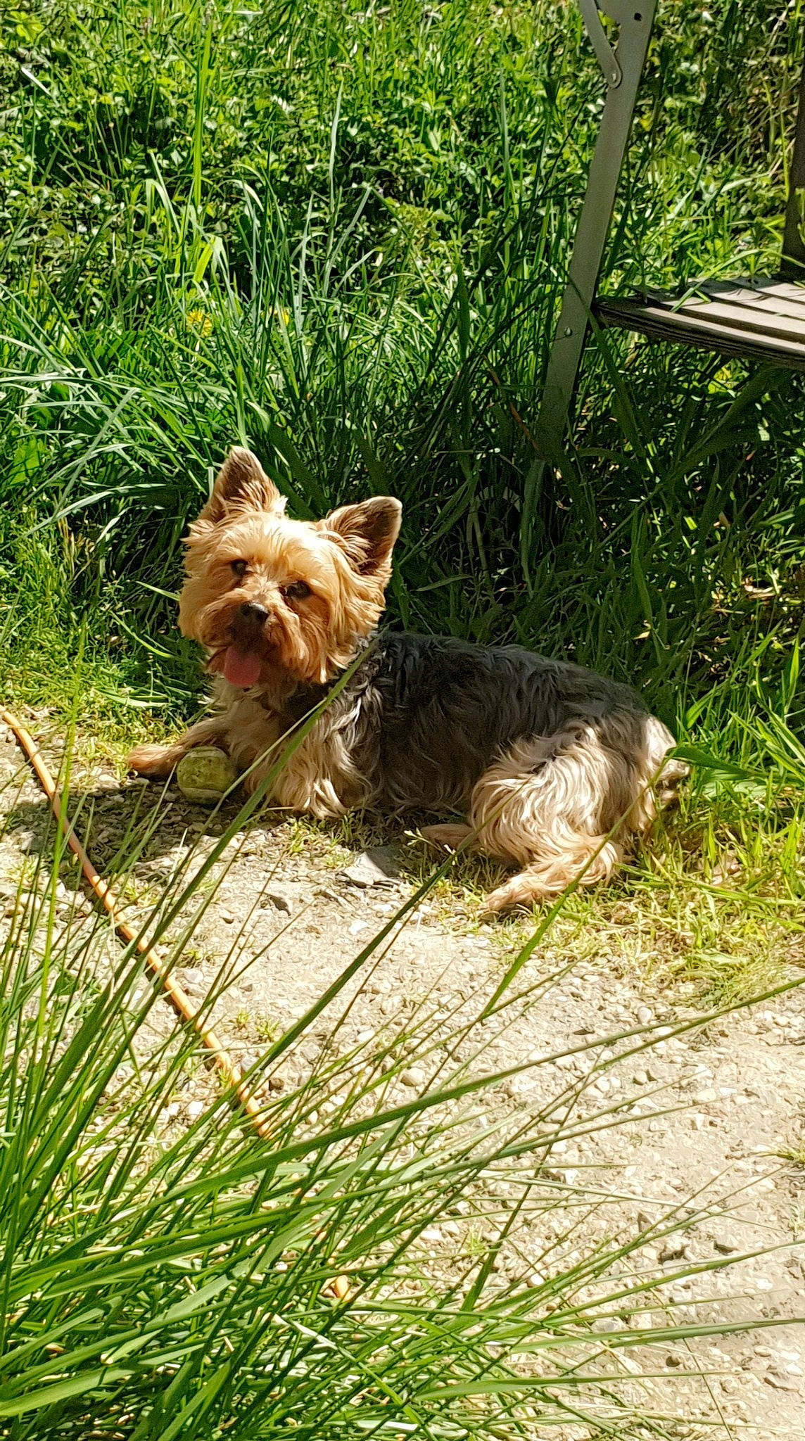 Ivy a rejoint le concours — aidez-le/la à gagner de superbes lots ! australian_terrier, canidae, carnivore, companion_dog, dog, dog_breed, fawn, grass, liver, plant, small_terrier, snout, sporting_group, tail, terrestrial_animal, terrier, toy_dog, working_animal, working_terrier, yorkshire_terrier