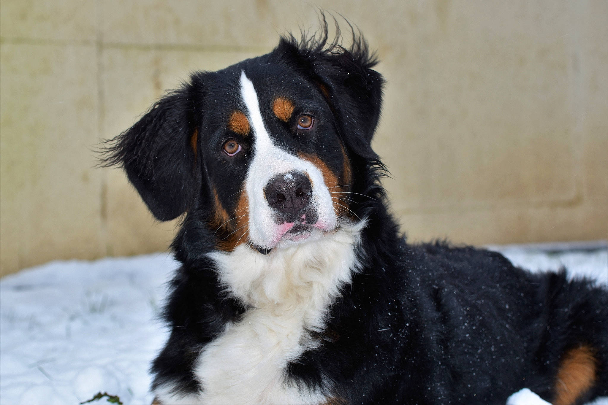 Plume participe au concours pour gagner de l'argent avec cette photo : australian_collie, bernese_mountain_dog, bored, canidae, carnivore, companion_dog, dog, dog_breed, door, event, fur, snout, snow, sporting_group, terrestrial_animal, whiskers, winter, working_dog