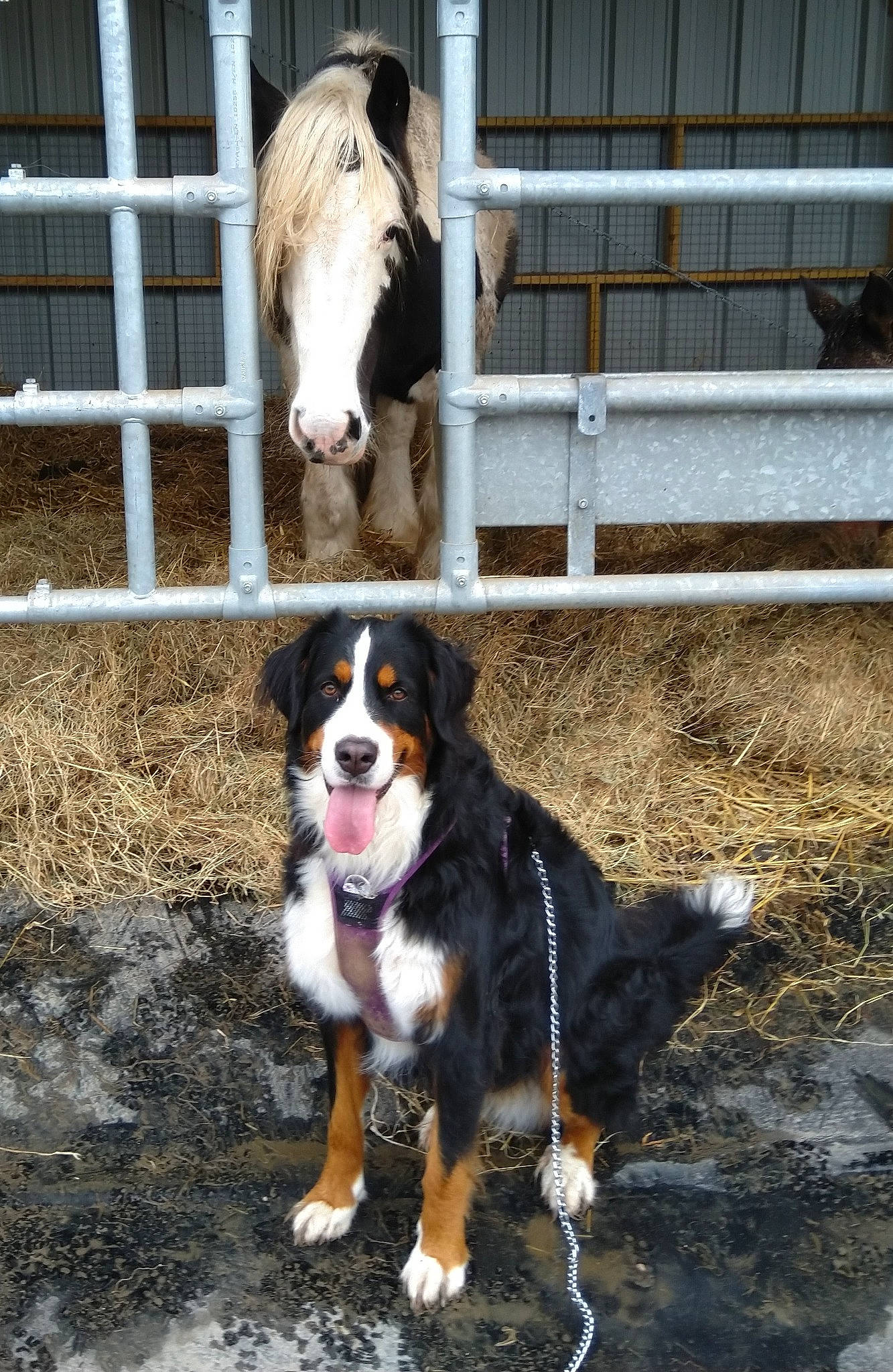 Plume participe au concours pour gagner de l'argent avec cette photo : animal_shelter, automotive_tire, ball, bernese_mountain_dog, canidae, carnivore, collar, companion_dog, dog, dog_breed, door, fence, herding_dog, mammal, pet_supply, plant, tail, tire, vertebrate, working_animal