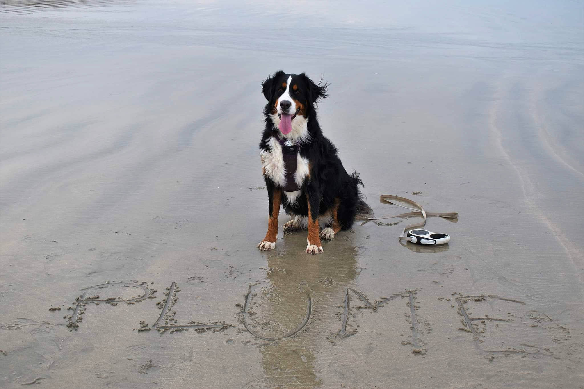 Plume a rejoint le concours — aidez-le/la à gagner de superbes lots ! art, asphalt, beach, bernese_mountain_dog, canidae, carnivore, coast, companion_dog, dog, dog_breed, herding_dog, liquid, ocean, sand, snout, sporting_group, tail, water, wind_wave, working_animal