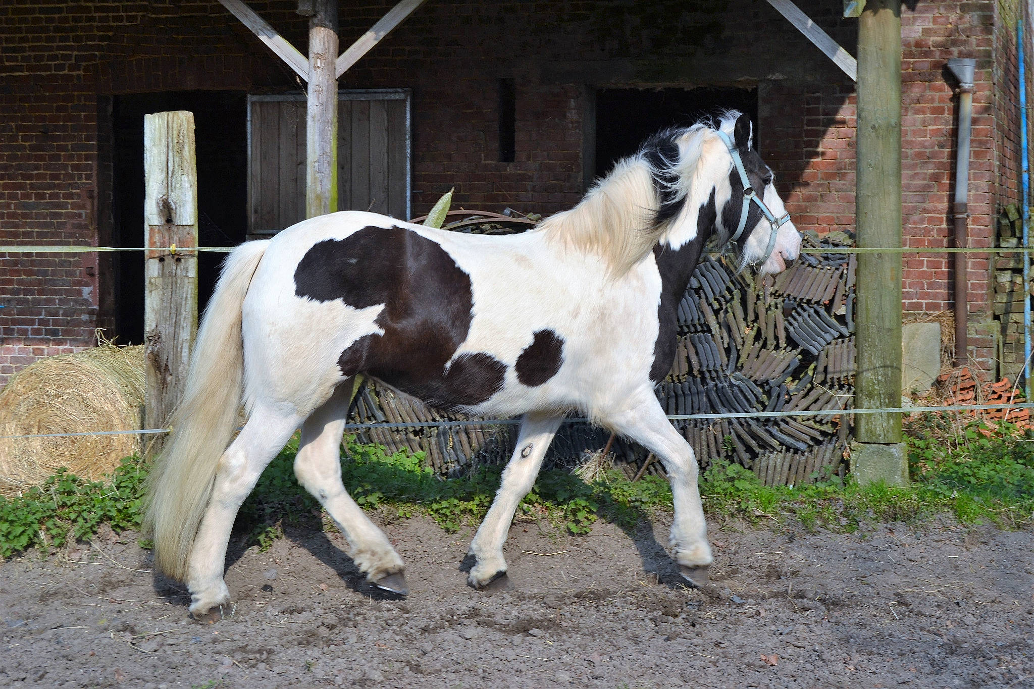 Bella a rejoint le concours — aidez-le/la à gagner de superbes lots ! colt, foal, horse, livestock, mammal, mane, mare, mustang_horse, pack_animal, pony, stallion, tail, vertebrate