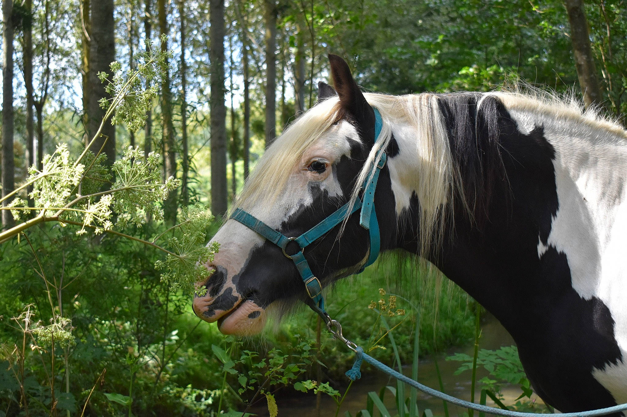 Bella participe au concours pour gagner de l'argent avec cette photo : bit, bridle, grass, grassland, horse, horse_supplies, horse_tack, landscape, liver, livestock, mane, mare, pack_animal, plant, rein, sorrel, terrestrial_animal, tree, wood, working_animal