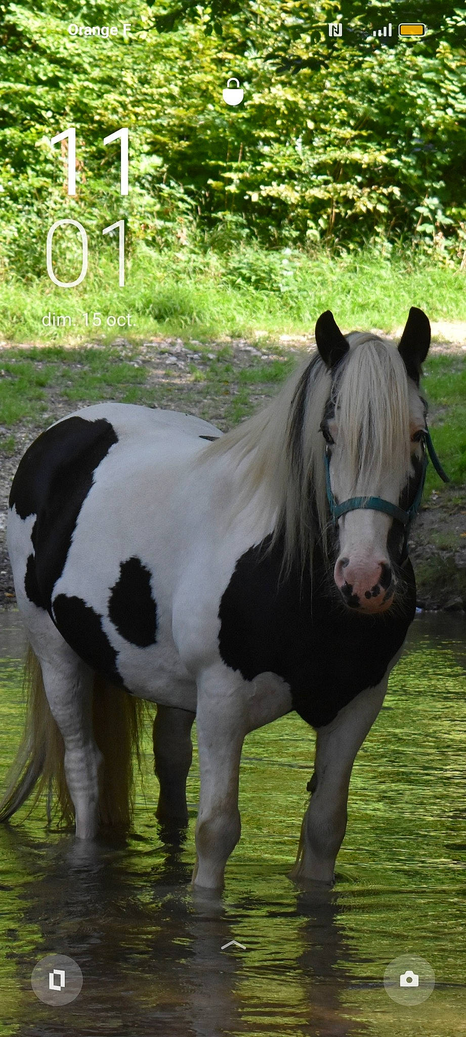 Bella participe au concours pour gagner de l'argent avec cette photo : grass, grassland, horse, horse_supplies, landscape, liver, livestock, mane, mare, pack_animal, pasture, plant, pony, ranch, shetland_pony, snout, stallion, tail, terrestrial_animal, working_animal