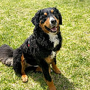 Hershey is registered to the contest to win money with this photo: dog, bernese_mountain_dog, grass, outdoor, sunny, backyard, fence, pet, canine, happy, smiling, sitting, nature, animal, fur, tail, tree, shadow, daylight, playful