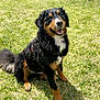 dog, bernese_mountain_dog, grass, outdoor, sunny, backyard, fence, pet, canine, happy, smiling, sitting, nature, animal, fur, tail, tree, shadow, daylight, playful
