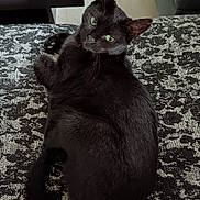 Nola participe au concours pour gagner de l'argent avec cette photo : black_cat, cat, pet, animal, indoor, feline, green_eyes, fur, patterned_fabric, resting, looking_back, whiskers, tail, cozy, home, curious, relaxed, close_up, mammal, cute