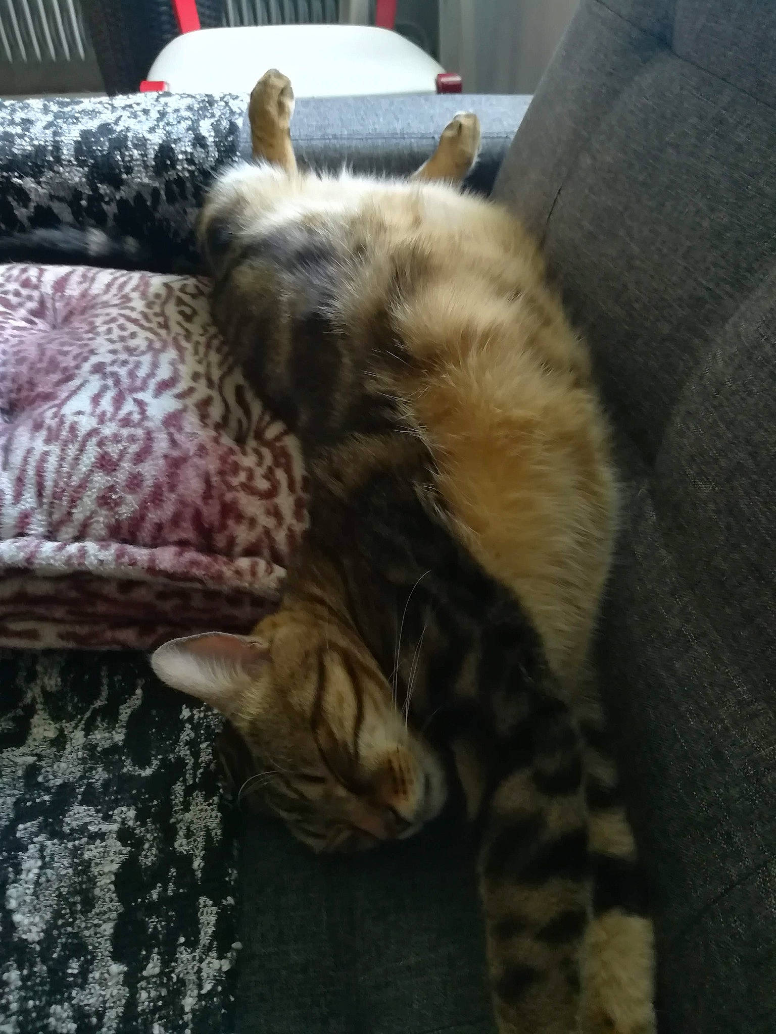 Orion participe au concours pour gagner de l'argent avec cette photo : bedding, carnivore, cat, claw, comfort, couch, domestic_short_haired_cat, fawn, felidae, fur, linens, nap, room, sleep, small_to_medium_sized_cats, tail, terrestrial_animal, textile, whiskers, wood