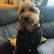 Kara is registered to the contest to win money with this photo: dog, hoodie, pet, indoor, couch, leather, lamp, curtain, cozy, cute, fur, animal, portrait, sitting, home, living_room, black_clothing, warm_light, canine, casual