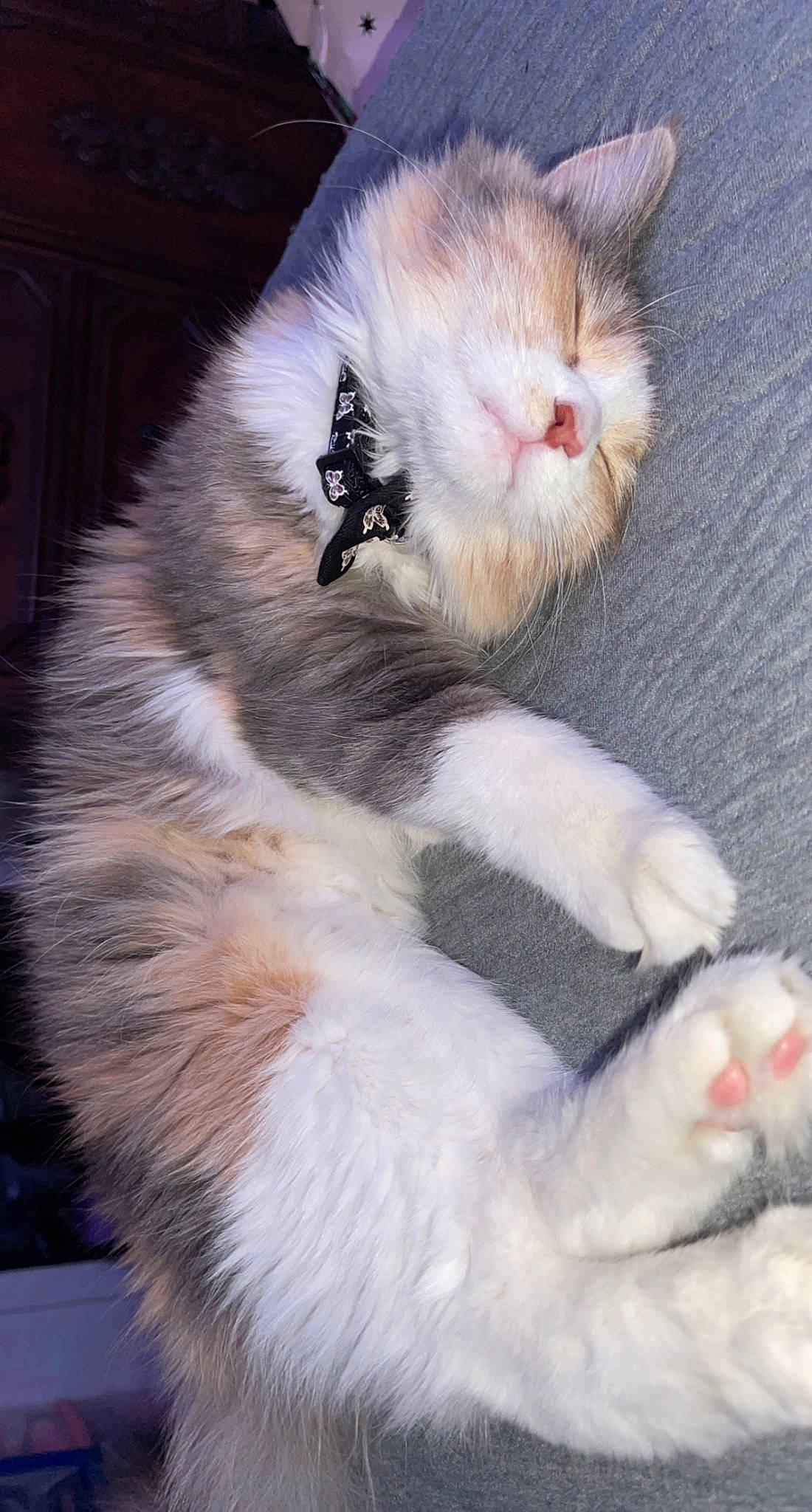 Calie joined the competition — help win amazing prizes! carnivore, cat, claw, comfort, domestic_short_haired_cat, fawn, felidae, fur, natural_material, paw, small_to_medium_sized_cats, snout, tail, whiskers