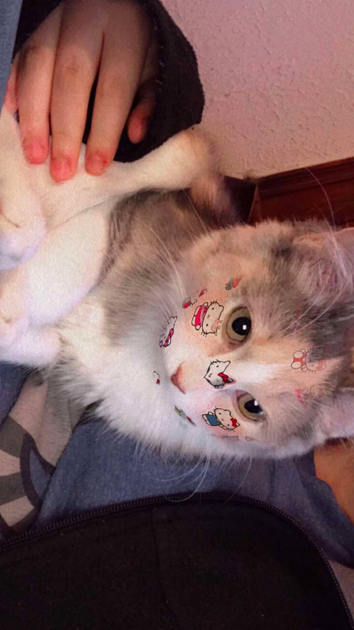 Calie joined the competition — help win amazing prizes! carnivore, cat, companion_dog, domestic_short_haired_cat, eye, fang, fawn, felidae, fur, gesture, head, iris, nail, paw, skin, small_to_medium_sized_cats, snout, tail, thumb, whiskers