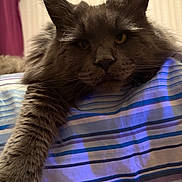 Benz participe au concours pour gagner de l'argent avec cette photo : animal, bedroom, cat, close_up, curtain, domestic_cat, ears, face, fur, furry, gray_cat, indoor, mammal, paw, pet, portrait, relaxed, resting, striped_blanket, whiskers