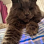 Benz a rejoint le concours — aidez-le/la à gagner de superbes lots ! animal, bedspread, cat, closeup, cozy, curtains, cute, ears, feline, fluffy, fur, gray_cat, home, indoor, paw, pet, portrait, relaxed, striped, whiskers