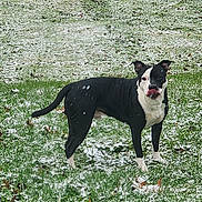 Pinto is registered to the contest to win money with this photo: dog, black_and_white, grass, snow, outdoor, animal, pet, licking, playful, winter, nature, canine, standing, ears_up, daylight, fur, tongue, mixed_color, ground, leaf