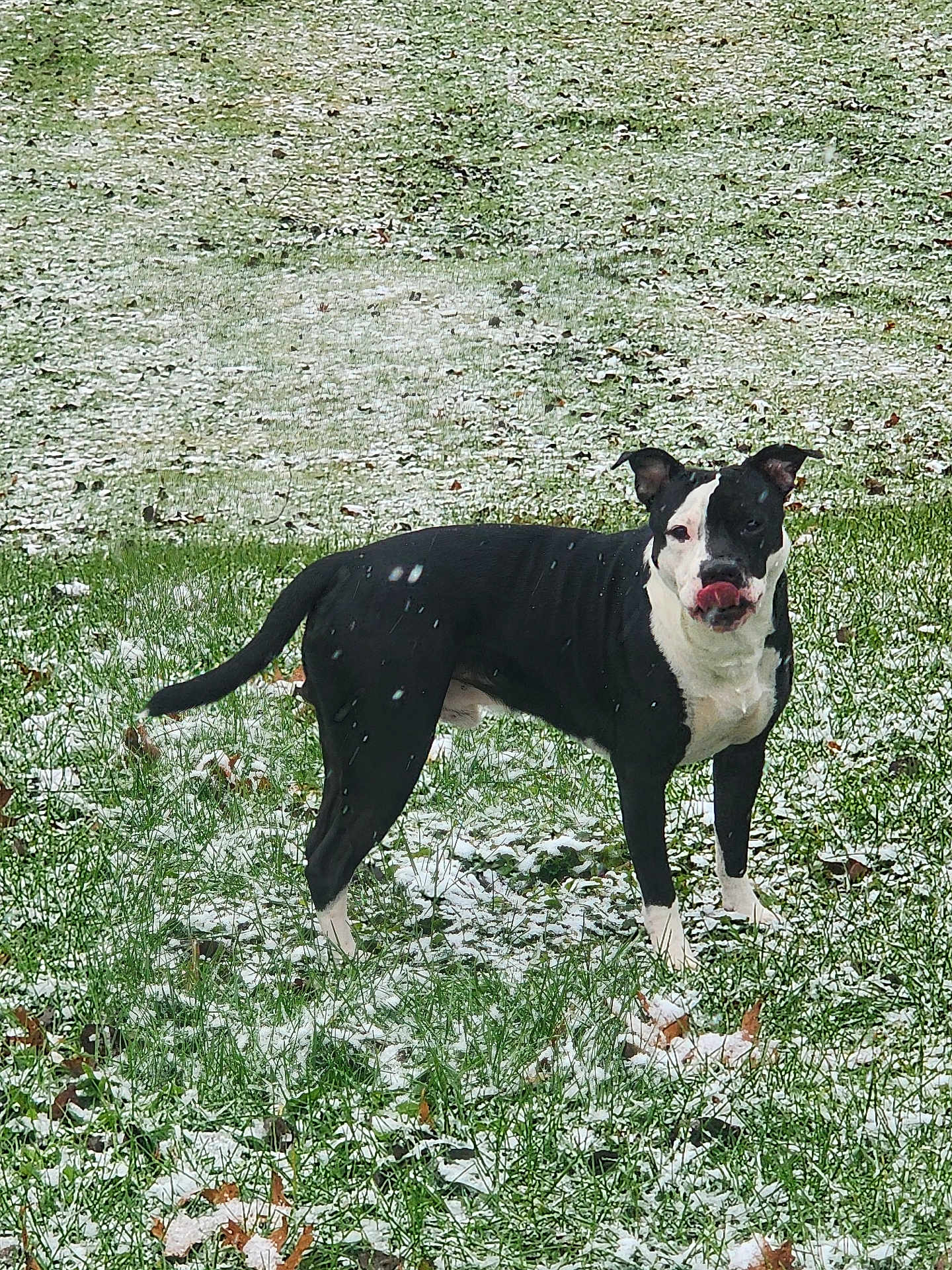 Pinto is registered to the contest to win money with this photo: dog, black_and_white, grass, snow, outdoor, animal, pet, licking, playful, winter, nature, canine, standing, ears_up, daylight, fur, tongue, mixed_color, ground, leaf