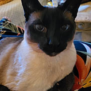 Boo Boo joined the competition — help win amazing prizes! animal, blurred_background, cat, closeup, colorful, comfort, cozy, domestic_animal, ears, eyes, feline, fur, furniture, indoor, patterned_fabric, pet, plant, resting, siamese_cat, whiskers