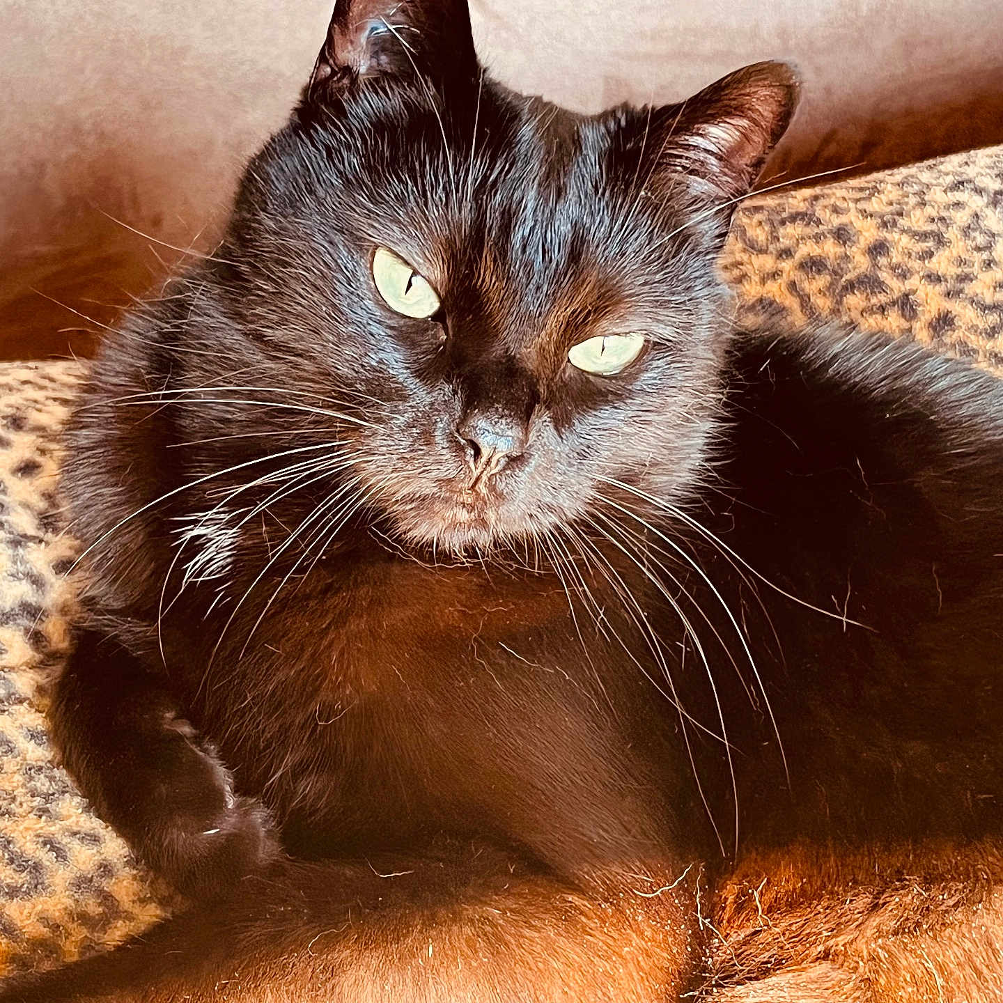 Baloo a rejoint le concours — aidez-le/la à gagner de superbes lots ! abyssinian, angora, animal, armchair, blackcat, cat, chair, couch, furniture, kitten, manx, pet