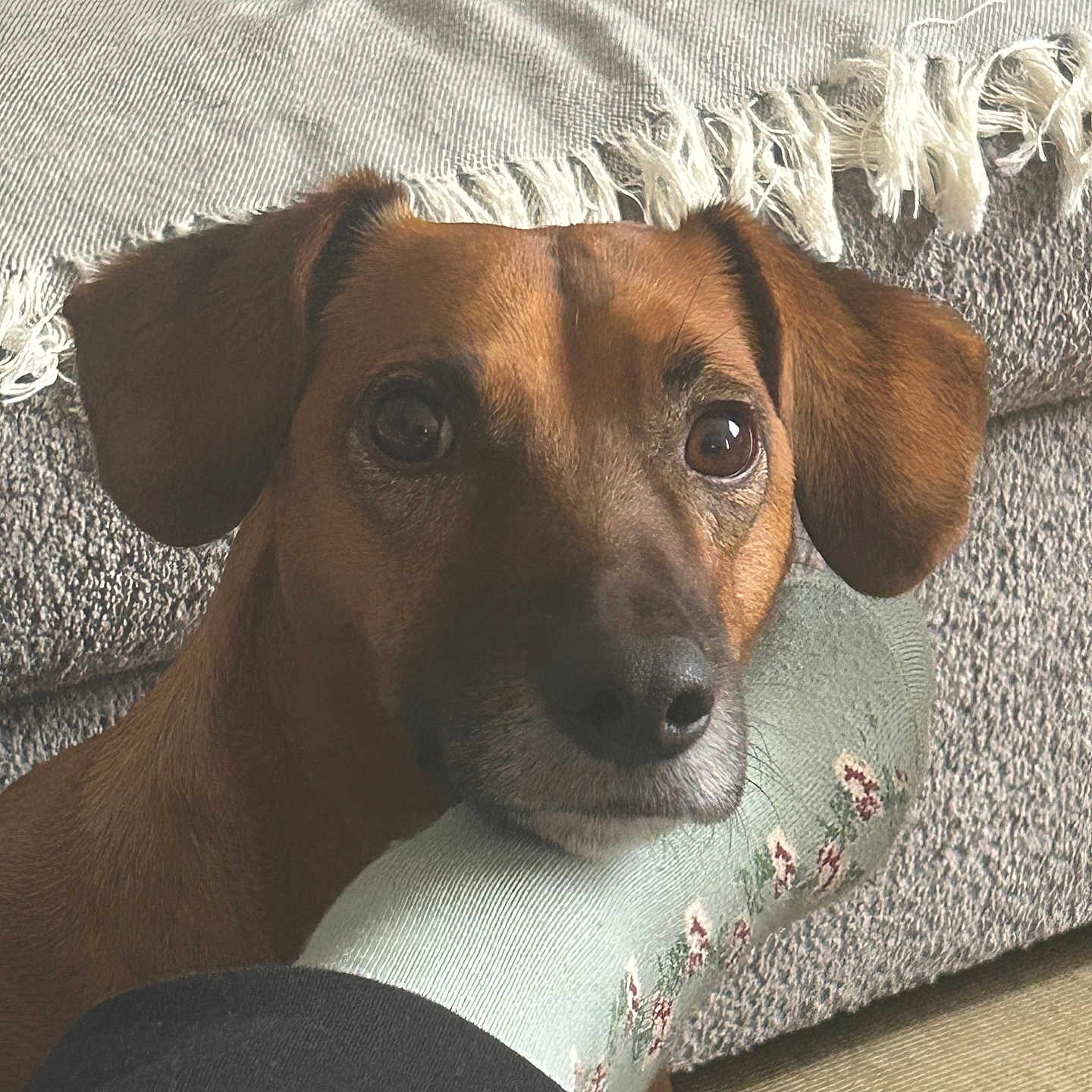 Edgar a rejoint le concours — aidez-le/la à gagner de superbes lots ! animal, brown_dog, close_up, comfort, companion, couch, cozy, cute, dog, fabric, foot, furniture, home, indoor, living_room, pet, relaxation, remote_control, resting, sock