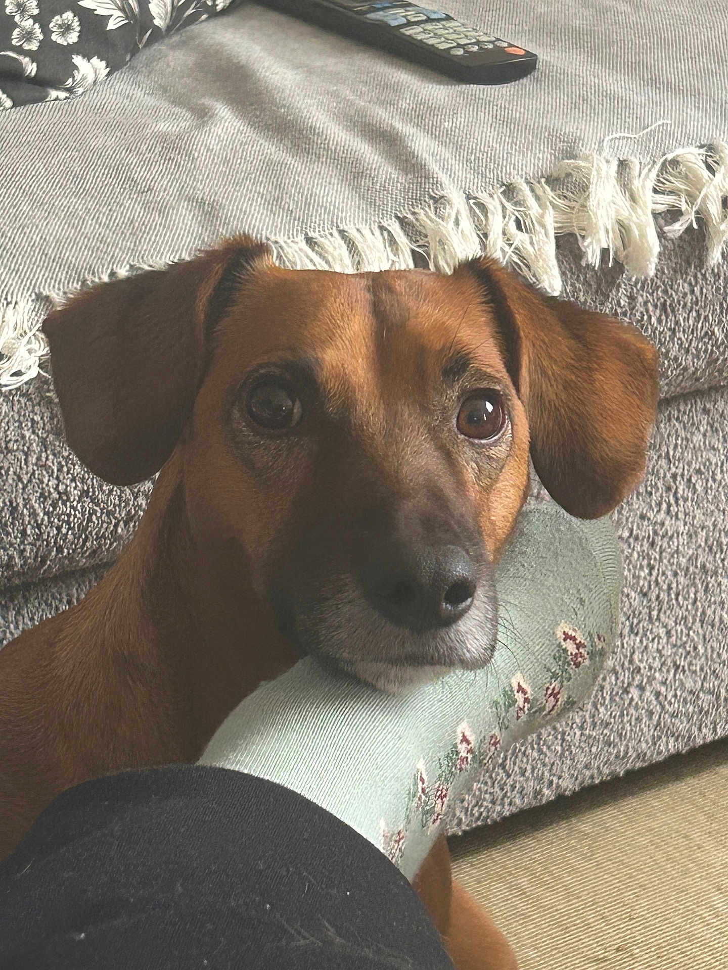 Edgar a rejoint le concours — aidez-le/la à gagner de superbes lots ! dog, brown_dog, pet, sock, foot, couch, remote_control, living_room, furniture, fabric, cozy, resting, companion, indoor, close_up, animal, cute, comfort, relaxation, home