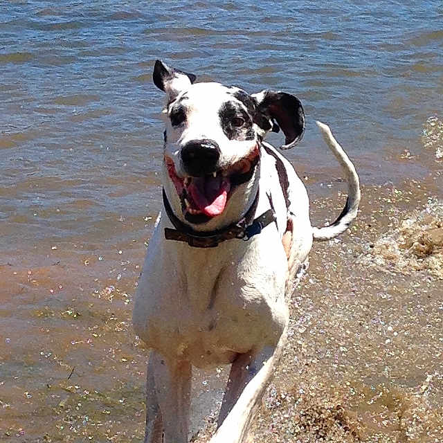 General Serious joined the competition — help win amazing prizes! animal, beach, bulldog, canine, coast, dalmatian, dog, greatdane, hound, lake, nature, outdoors, pet, pitbull, pointer, puppy, rock, sea, shoreline, water