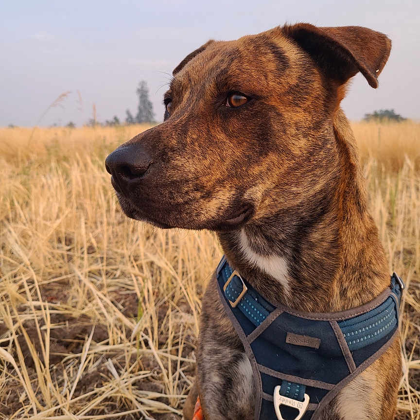 Mark joined the competition — help win amazing prizes! accessories, animal, canine, collar, countryside, dog, field, grassland, harness, hound, leash, nature, outdoors, pet, pointer, policedog, puppy, snout, strap, terrier