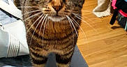 Tia a rejoint le concours — aidez-le/la à gagner de superbes lots ! cat, tabby_cat, pet, animal, feline, standing, green_eyes, whiskers, striped_fur, long_tail, indoors, bedroom, bed, blanket, clothing, laundry, wooden_floor, furniture, portrait, curious