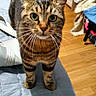 cat, tabby_cat, pet, animal, feline, standing, green_eyes, whiskers, striped_fur, long_tail, indoors, bedroom, bed, blanket, clothing, laundry, wooden_floor, furniture, portrait, curious