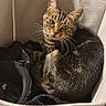cat, tabby, feline, pet, animal, sitting, indoors, storage_bin, laundry, clothes, blanket, fabric, bedroom, home, portrait, whiskers, ears, striped_fur, green_eyes, cozy