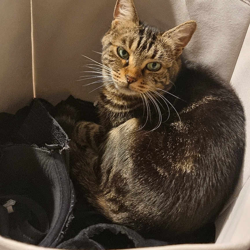Tia