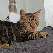 Tia a rejoint le concours — aidez-le/la à gagner de superbes lots ! cat, tabby_cat, feline, pet, animal, striped_fur, green_eyes, whiskers, ears, paws, lounging, lying_down, sofa, couch, indoor, living_room, home, blanket, portrait, relaxed