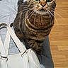 Tia participe au concours pour gagner de l'argent avec cette photo : cat, tabby, pet, animal, whiskers, green_eyes, sitting, portrait, indoors, bed, bedroom, quilt, purse, handbag, laundry, basket, wood_floor, furniture, striped_fur, funny_expression