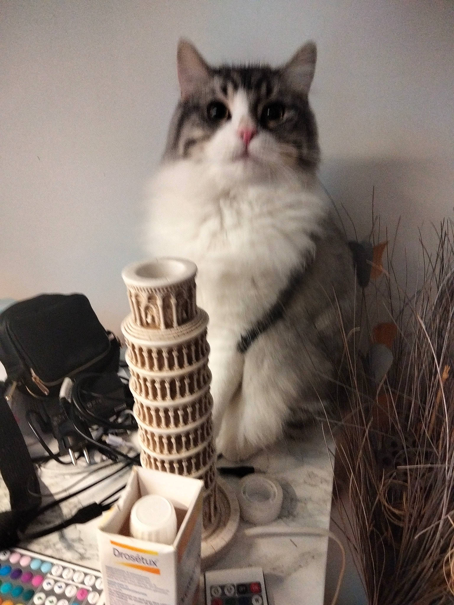 Totti participe au concours pour gagner de l'argent avec cette photo : audio_equipment, box, british_longhair, carnivore, cat, cup, domestic_short_haired_cat, drinkware, felidae, fur, office_equipment, office_supplies, paw, sitting, small_to_medium_sized_cats, tail, whiskers