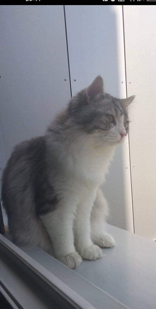 Totti participe au concours pour gagner de l'argent avec cette photo : carnivore, cat, domestic_short_haired_cat, felidae, flooring, fur, paw, small_to_medium_sized_cats, snout, tail, whiskers, window