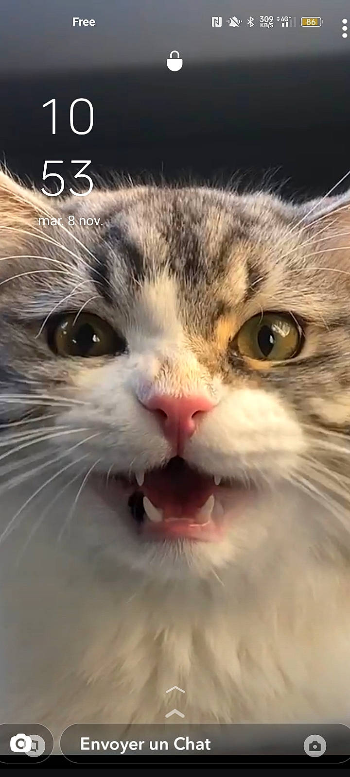 Totti a rejoint le concours — aidez-le/la à gagner de superbes lots ! carnivore, cat, close_up, domestic_short_haired_cat, felidae, fur, happy, head, mammal, paw, photo_caption, sky, small_to_medium_sized_cats, snout, terrestrial_animal, vertebrate, whiskers