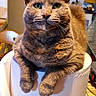 cat, gray_cat, green_eyes, pet, feline, sitting, indoors, portrait, whiskers, ears, fur, tabby, front_view, stool, white_cover, furniture, home, room, cozy, photography