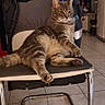Pantuffa participe au concours pour gagner de l'argent avec cette photo : cat, tabby_cat, pet, animal, sitting, lounging, chair, folding_chair, indoor, home, tiled_floor, clothing, backpack, furniture, whiskers, striped_fur, green_eyes, relaxed, funny_pose, portrait