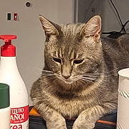 Pantuffa participe au concours pour gagner de l'argent avec cette photo : cat, tabby, gray_cat, animal, pet, sitting, paws, whiskers, ears, fur, portrait, indoors, bathroom, shelf, toiletries, lotion_bottle, flashlight, wall, household_objects, funny_pose