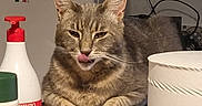 Pantuffa participe au concours pour gagner de l'argent avec cette photo : cat, tabby_cat, animal, pet, sitting, portrait, licking, tongue, whiskers, ears, fur, striped, gray, brown, indoor, bathroom, toiletries, bottle, toilet_paper, household