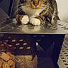 Portos participe au concours pour gagner de l'argent avec cette photo : cat, tabby_cat, animal, pet, feline, striped_fur, white_paws, green_eyes, whiskers, portrait, sitting, shelf, metal, storage, boots, closet, indoor, front_view, serious_expression, vertical_photo