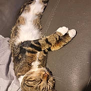Portos a rejoint le concours — aidez-le/la à gagner de superbes lots ! cat, tabby, calico, pet, animal, feline, sleeping, relaxed, lying_down, upside_down, stretching, white_paws, whiskers, ears, fur, striped, couch, leather, indoor, cozy